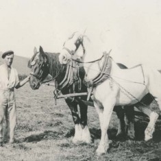 Alfred Charles Jack Whittear with plough horses