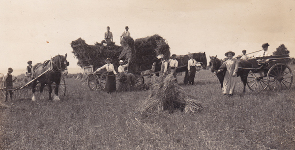 Edwardian harvesting