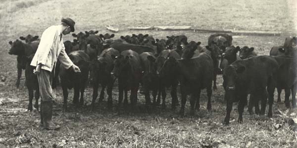 Ernest Noyce with cattle on Drayton Meadow