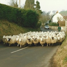 Sheep in High Street