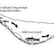 WIld Trout Association report