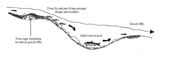Diagram from Dr Giles' report on trout habitat