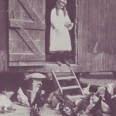 Girl feeding chickens