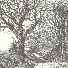 Sketch of trees jpg Drawing of trees bY Molly Dicker