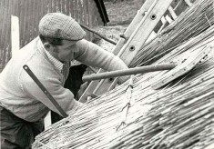 Thatching (Ryder collection)