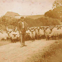 John Cook Shepherd John Cook, shepherd to Henry Berry, probably c 1900, on road to South Farm.