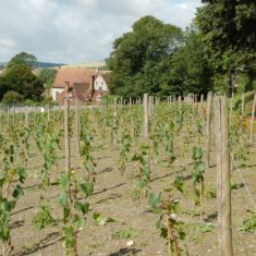 Court_House_and_Vineyard Early growth of vines 2007 | Michael Blakstad