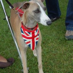 Patriotic dog