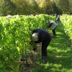 Grape-harvest-2011 Grape-harvest-2011