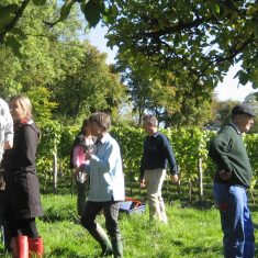 Grape pickers Court House Vineyard