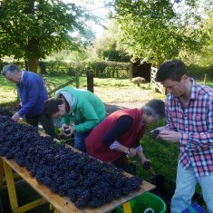 Grape sorters - Bartletts Court House Vineyard