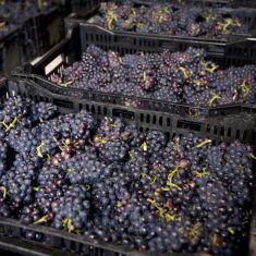 Grapes in boxes Court House Vineyard
