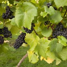 Grapes on vines Court House Vineyard