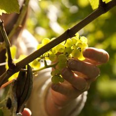 Hand harvesting bunch Court House Vineyard