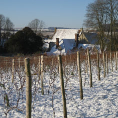 Snowy Vines Vineyard with Court House behind, winter 2013