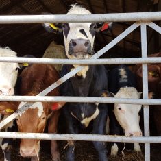 Suckler Herd in penS. Bereleigh