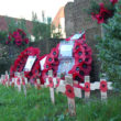 Poppies for the fallen