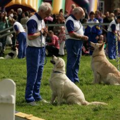 Dog_handling Dog_handling competitio