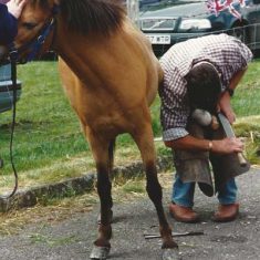 Horse being shod Horse being shod