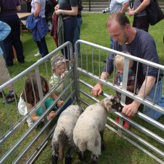 Lambs & kids Lambs & kids