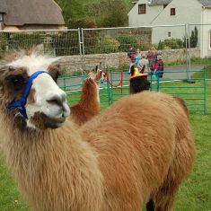 Alpace Alpaca from Church Farm