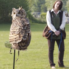 Owl at Country Fair Owl at Country Fair 2012