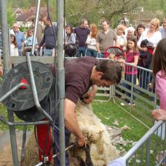 Shearing sheep, overseen by Wilson Atkinson Country Fair 1993 - 2000