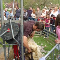 Shearing1 George Atkinson supervises sheep shearing