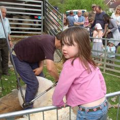 Shearing_plus_child Sheep shearing