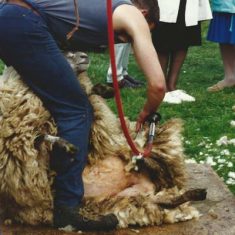 Sheep shearing Sheep shearing