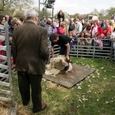 Sheep_shearing Country Fair 1993 - 2000